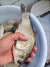 川澤錘頭尾夜光漂加粗醒目咬鉤變色魚漂高靈敏日夜電子漂大物鰱鳙浮漂 PJ-03吃鉛2.0g鯽鯉混合 【不變色日夜兩用】加粗尾 曬單實(shí)拍圖