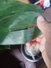 粽葉新鮮特大包粽子的葉子粽子葉大葉 新鮮野生棕葉子大號 100片【精品大葉10cm以上】送繩 曬單實(shí)拍圖