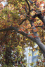 佳能/Canon M3 M6 M6II M50 M50二代 M100 M200 網(wǎng)紅熱款二手微單相機(jī) M50II+美科環(huán)+永諾50/1.8 II白色套機(jī) 準(zhǔn)新 曬單實拍圖