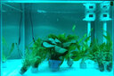 森森（SUNSUN）超白玻璃免換水生態(tài)魚缸中型水族箱客廳落地金魚缸底柜 HE600超白缸+爵士白底柜+加熱養(yǎng)水套餐 曬單實拍圖