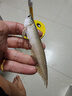 瀚幻過背金龍魚七彩銀龍魚活體澳洲星點龍魚紅龍魚黃化銀龍魚熱帶觀賞 七彩銀龍13-15cm1條幼苗沒發(fā)色 曬單實拍圖