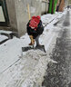 美科（MYTEC）除雪鏟加厚推雪板帶輪道路掃雪工具清雪锨戶(hù)外垃圾鐵鍬家用糧食鏟 70cm一體錳鋼雪鏟【1.4米手柄】 曬單實(shí)拍圖