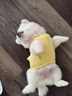 阿莫爾小貓小狗衣服幼貓幼犬奶狗奶貓秋冬保暖背心小泰迪比熊小體茶杯犬 黃色小雞 XS（建議3斤內(nèi)） 曬單實拍圖