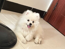 小爪星球（HICLAW）狗狗洗澡盆寵物比熊浴缸防跑浴盆洗狗貓咪專用盆藥浴桶泡澡可折疊 珊瑚粉-適合20斤內寵物 曬單實拍圖