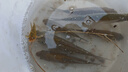 漢鼎拉力強線組鯽魚魚線成品主線釣魚線組套裝全配件用品線拉力強魚線 5.4m【PE子線夾款，2盤裝】 1.5號 曬單實拍圖