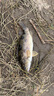 熊火釣魚(yú)竿手竿鯽魚(yú)竿超輕超硬超細37調碳素野釣臺釣手桿 37調2.7米【輕盈】+竿稍 曬單實(shí)拍圖