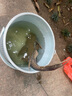川澤羅非袖子線雙鉤碳線長柄成品魚鉤子線掛仕綁好防纏繞飛磕袖鉤套裝 6號鉤+碳線1.2+長55cm 【羅非無刺袖鉤20付】 曬單實拍圖