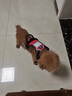 DSRAWMYT 狗狗牽引繩 胸背帶 中大型犬遛狗背心式狗繩金毛拉布拉多狗鏈子 曬單實(shí)拍圖
