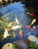 奈寵魚池過濾箱過濾器水循環(huán)凈化系統(tǒng)全套周轉(zhuǎn)箱大型魚缸外置過濾器 裸箱小號2層 30*20*24cm 曬單實拍圖