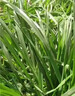 春枝韻進(jìn)口黑麥草種子耐寒耐旱牧草種四季播種多年生牧草種子牛羊魚(yú)草籽 多年生黑麥草1斤【耐寒耐旱】 曬單實(shí)拍圖