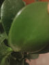 玉麒麟盆栽多肉植物麒麟掌陽(yáng)臺桌面室內帶根盆景耐旱彩麒麟虎頭山 玉麒麟 中號【20~26cm高】送肥 不含盆 曬單實(shí)拍圖