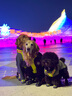 TRUELOVE狗狗鞋子不掉腳套金毛柯基保暖透氣小中大型犬耐磨防潑水防臟狗爪 綠色（防潑水款） 6號 曬單實(shí)拍圖