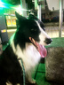 尚寶 凍干狗糧20斤鴨肉梨成犬中大型犬專(zhuān)用小金毛泰迪拉布拉多通用 曬單實(shí)拍圖
