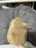 夢(mèng)茜兒（MEXEMINA）兔子活物侏儒兔鳳眼小型茶杯兔長(cháng)不大不咬人寵物荷蘭垂耳兔子活體 淺黃色垂耳兔【公母可選】 曬單實(shí)拍圖