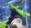 國象莫斯膠水草膠水族魚(yú)缸造景專(zhuān)用粘莫斯青苔蘚活體珊瑚基座啫喱膠水 水草膠透明色5g/支*3支 曬單實(shí)拍圖