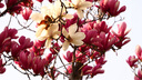 奧林巴斯（OLYMPUS） M.ZUIKO DIGITAL 鏡頭 微單 無反鏡頭 廣州線下體驗(yàn)中心 12-100mm F4.0 IS PRO 國行全新 曬單實(shí)拍圖