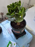 儂律 玉樹(shù)盆栽老樁多肉燕子掌室內客廳陽(yáng)臺辦公室綠植花卉盆栽苗四季常青植物 凈化空氣 好養易活 高度10厘米+（加侖盆） 曬單實(shí)拍圖