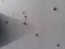 皎潔月季花病蟲害常用藥黑斑白粉病玫瑰花殺蟲劑除蟲打蟲非紅蜘蛛專用 1瓶 曬單實(shí)拍圖