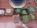 兩腿跑多肉植物帶盆栽好精品小老樁多頭盆栽錢(qián)串太陽(yáng)花紅唇鹿角海棠葡萄 紅唇(2頭) 塑料盆6.5cm栽好發(fā)貨 曬單實(shí)拍圖