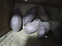 甘賢（GANXIAN）越南小紫薯【現(xiàn)挖現(xiàn)發(fā)】沙地紫薯小個珍珠板栗薯 粉糯紫心番圓薯 中果5斤 曬單實(shí)拍圖