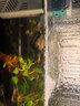 余三哥（yusange）孔雀魚(yú)活魚(yú)純種觀(guān)賞魚(yú)小型淡水好養熱帶魚(yú)活體苗斗魚(yú)胎生金魚(yú) 【入門(mén)級:練手套餐】店長(cháng)推薦 曬單實(shí)拍圖