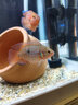 甄夢(mèng)漁野可繁殖組熱帶觀(guān)賞魚(yú)白金寶藍迷你鸚鵡魚(yú)種魚(yú)一對公母淡水卵生配對 繁殖雙魔2對(血鉆+鸚鵡)(6-7cm） 曬單實(shí)拍圖