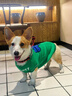 MIKI PAD狗狗衣服春秋條紋針織背心貓咪衣服寵物小型犬透氣比熊泰迪雪納瑞 萌趣云朵毛衣 M 胸圍38cm(參考體重7-10斤) 曬單實(shí)拍圖