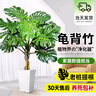 愛(ài)優(yōu)尚龜背竹盆栽客廳室內辦公室大型綠植盆景凈化空氣吸甲醛源頭直發(fā) 曬單實(shí)拍圖