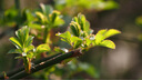 奧林巴斯（OLYMPUS） M.ZUIKO DIGITAL 鏡頭 微單 無反鏡頭 廣州線下體驗(yàn)中心 12-100mm F4.0 IS PRO 國行全新 曬單實(shí)拍圖