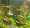 亞峰（yafeng）貼片魚食魚糧魚飼料小型魚孔雀魚錦鯉魚金魚鸚鵡魚熱帶觀賞魚飼料 【葷素搭配】約320片 300ml 1瓶 沉底型 曬單實拍圖