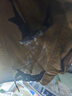迪卡儂戶(hù)外背心NH500男士郊野徒步馬甲背心-5456421 曬單實(shí)拍圖