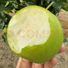 京覓 碭山青皮蜜梨 單果200g起 凈重4.5斤起 生鮮水果 源頭直發(fā)  曬單實(shí)拍圖