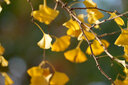 索尼（SONY）全畫幅超遠(yuǎn)攝定焦G大師鏡頭 FE300mmF2.8 GM OSS 官方標(biāo)配 曬單實(shí)拍圖