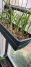 原起点 长方形种菜盆(18L)大花盆阳台塑料种菜箱懒人神器长条蔬菜种植箱 不锈钢支架（1个） 实拍图