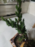 迎客松盆景真樹(shù)苗地柏苗造型盆景素材苗四季常青室內盆景耐寒耐熱 迎客松地柏20cm原土1棵 曬單實(shí)拍圖
