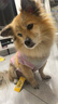 TOUCHDOGTouchdog它它狗狗貓咪秋冬衣服毛衣冬天防靜電保暖小中型犬 漸夢(mèng)洋流 XL碼【建議21--28斤】 曬單實(shí)拍圖