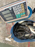銘錚釣具（MINGZHENG） 銘錚釣具私人定制子線雙鉤純手工綁好魚鉤改良競技狼牙成品仕掛套裝 競技狼牙袖（細(xì)鉤條）100付 搭配透明東麗原絲線 曬單實拍圖