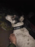 珊野狗狗項圈中大型猛犬專用頸圈可調(diào)節(jié)防脫狗脖圈金毛德牧馬犬狗脖套 XL項圈(建議60-130斤) 黑色 項圈 曬單實拍圖