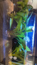 瘋狂水草魚(yú)缸造景水草泥和種子底砂裝飾生態(tài)套餐水草用品 二代水草泥5斤+小對葉種子 曬單實(shí)拍圖