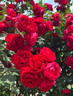 1.6米藤本月季特大花濃香庭院爬藤攀援植物薔薇花苗陽(yáng)臺玫瑰盆栽 【蒂娜】多分枝精選母本大苗1.6米高左右 曬單實(shí)拍圖