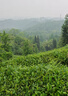 優(yōu)資萊精粹沁潤綠茶籽補水調(diào)養(yǎng)液保濕干改善紋保濕水爽膚生日禮物男女 綠茶籽補水調(diào)理液（買一贈一） 曬單實拍圖