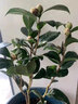 壹植白山茶花盆栽帶花苞東方亮鮮花樹(shù)苗四季室內花卉陽(yáng)臺好養活綠植物 白茶花東方亮4年苗（無(wú)盆） 曬單實(shí)拍圖