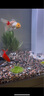 森森（SUNSUN）新款智能簡奢魚缸客廳超白玻璃大型底過濾免換水生態(tài)水族箱 超白新式底濾+無極變光 0.8米42寬 紳士灰 曬單實拍圖