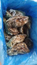 生蠔 乳山生蠔鮮活牡蠣 新鮮海蠣子牡蠣貝類(lèi) 現捕現發(fā)生鮮 5斤特大號4-6兩（約8-12個(gè)） 曬單實(shí)拍圖