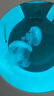 月光水母專業(yè)水母缸魚缸水族箱活體家庭海月赤月彩色櫻桃水母網(wǎng)紅魚缸O型 O16水母套裝(2大西洋海刺) 曬單實拍圖