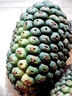 現(xiàn)摘假菠蘿勒古子新鮮露兜果中草藥帕梯羅金堆野生山菠蘿廣西包郵 2斤 曬單實拍圖