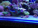 施特馳珊瑚燈海缸燈微缸燈海水燈魚缸照明水藻草日出日落海底生態(tài)燈養(yǎng)魚 海缸版(適合45*45cm)MC-95藍多色+支架 曬單實拍圖