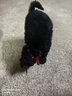 慧寵兒狗狗項圈小型犬泰迪博美柯基狗鈴鐺項圈狗狗用品貓咪項圈寵物用品 紅色 M【寬度1.5cm調(diào)節(jié)范圍24-32cm】 曬單實拍圖