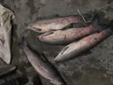 夢(mèng)達(dá)青魚(yú)珠珠軟餌料釣巨物顆粒野釣黑坑專用釣魚(yú)緩沉浮水釣大青魚(yú)克星 18mm藍(lán)莓味20顆 送小藥 一瓶裝20顆【專誘大魚(yú)日釣千斤】 曬單實(shí)拍圖