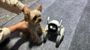 可立宝Loona智能机器人儿童高级编程机器人玩具家用宠物机器狗语音控制远程监控高科技互动陪伴玩具礼物 实拍图